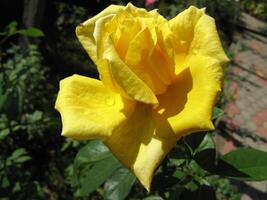 Close up photo of single yellow rose in garden in Prilep, Macedonia