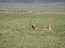 Three lions lie in a meadow while in the background herds of zebra and wildebeest graze peacefully in the Ngorongoro Crater photo