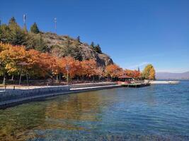 A row of trees with vibrant autumn colors at the shore of Lake Ohrid in Kalishta, Macedonia photo