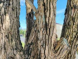 Durian tree bark textured against blue sky photo