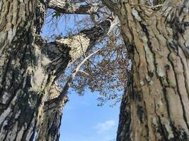 Durian tree bark textured against blue sky photo