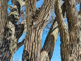 Durian tree bark textured against blue sky photo