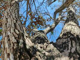 Durian tree bark textured against blue sky photo