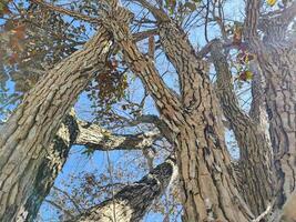 Durian tree bark textured against blue sky photo