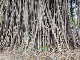 strong and sturdy banyan roots photo