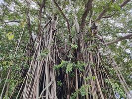 View of banyan hanging roots dangling from top to bottom photo