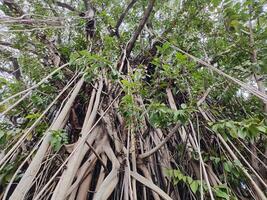 View of banyan hanging roots dangling from top to bottom photo