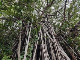 View of banyan hanging roots dangling from top to bottom photo