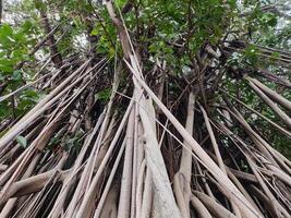 View of banyan hanging roots dangling from top to bottom photo