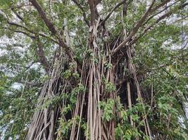 View of banyan hanging roots dangling from top to bottom photo