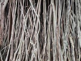 strong and sturdy banyan roots photo