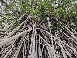 View of banyan hanging roots dangling from top to bottom photo