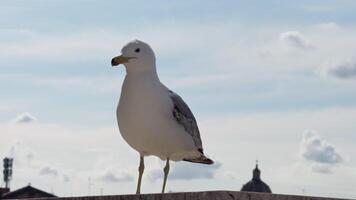 Gaviota en parte superior de el techo en el ciudad video