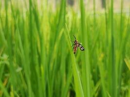 un insecto en el maletero de un arroz árbol foto