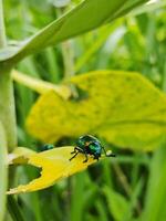 un hembra escarabajo comiendo un hoja mientras el compañero acecho su desde detrás foto