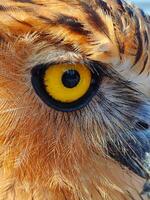 The sharp eyes of an owl photo