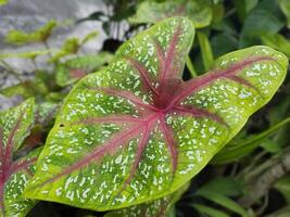 beautiful wide leaves photo