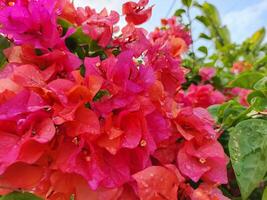 close up of flowering bougainvillea plant in the morning photo