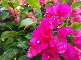 close up of flowering bougainvillea plant in the morning photo