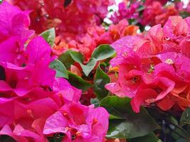 close up of flowering bougainvillea plant in the morning photo