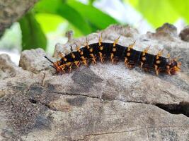 Caterpillar with its primary defense mechanisms photo