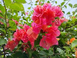 close up of flowering bougainvillea plant in the morning photo
