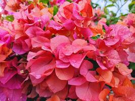 close up of flowering bougainvillea plant in the morning photo