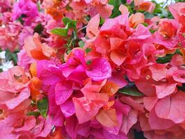 close up of flowering bougainvillea plant in the morning photo