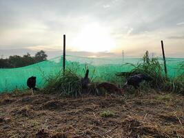 amanecer ver terminado arroz campos foto