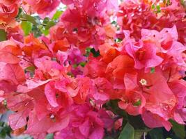 close up of flowering bougainvillea plant in the morning photo