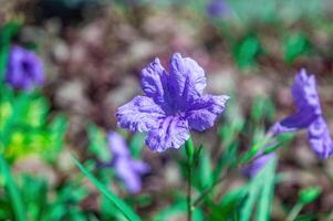 a beautiful purple golden flower or Ruellia tuberosa among grass or other vegetation photo