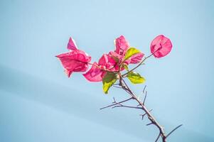 a red bougainvillea flower or Bougainvillea spectabilis Nyctaginaceae on a blue sky background photo