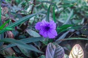 a beautiful purple golden flower or Ruellia tuberosa among grass or other vegetation photo