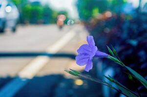 a purple golden flower or Ruellia tuberosa on a blurry highway background with copy space photo