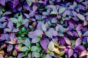 alternanthera dientes o pequeño rubí. nativo a el Oeste indies y Brasil, el planta es principalmente crecido para sus de colores follaje. foto