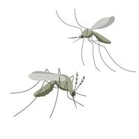 Small mosquito insect. Illustration in flat, simple, cartoon style vector