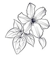 black and white hand-drawn drawing of clematis flowers vector