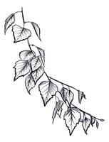 black and white hand-drawn birch branches vector