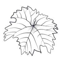 black and white hand-drawn drawing of a grape leaf vector