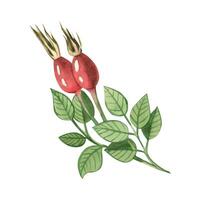 A sprig of red rose hips and rose hip leaves drawn in watercolor on a white background. Suitable for printing on fabric and paper, textiles, design vector