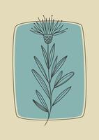 Cornflower blooming branch sketch illustration. Botanical art in engraving style. Greeting card and invitation design. vector