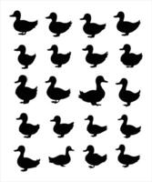 Duck silhouette, on white background, isolated vector