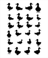 Duck silhouette, on white background, isolated vector