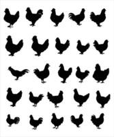 Hen silhouette, on white background, isolated vector