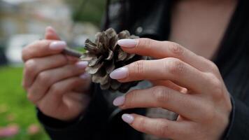 Woman Hands Holding A Pine Cone video
