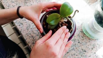 Hände nehmen Pflege von ein Pflanze video