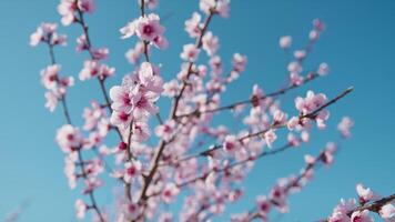 rosado flores en árbol ramas debajo azul cielo video