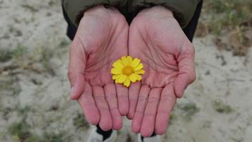 homme en portant une Jaune fleur dans le sien mains video