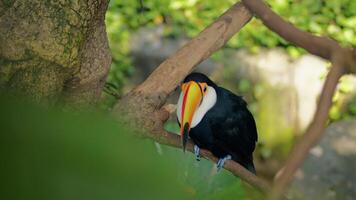 Exotic Toucan Bird On A Tree Branch video