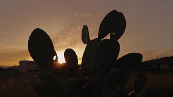 Prickly Pear Plant With Sunset Background video